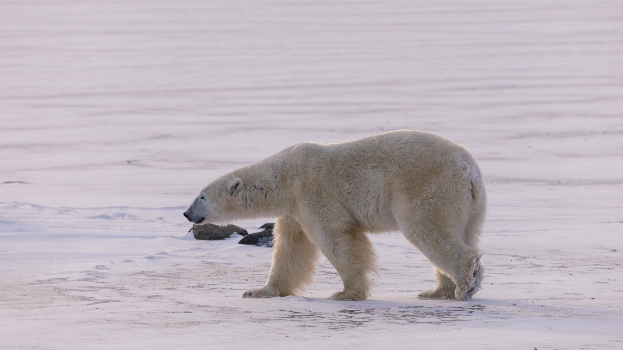 Photo from Tundra Buggy Lodge Town and Polar Bears safari tour